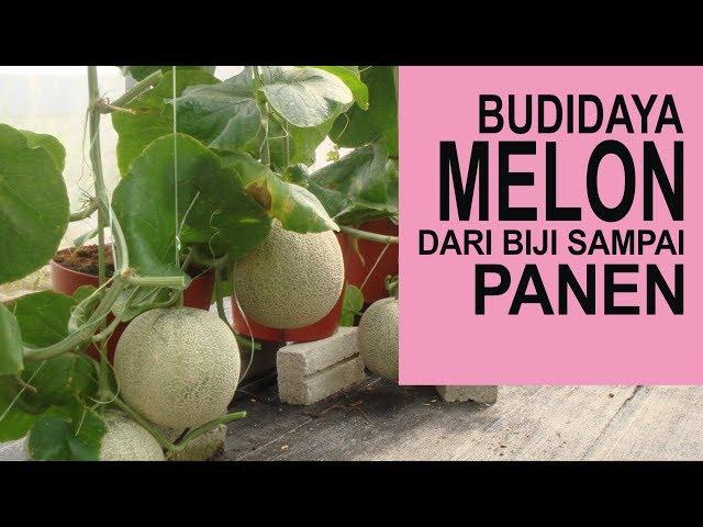 Cara Menanam Buah Melon Lengkap Dari Biji Sampai Panen Melon