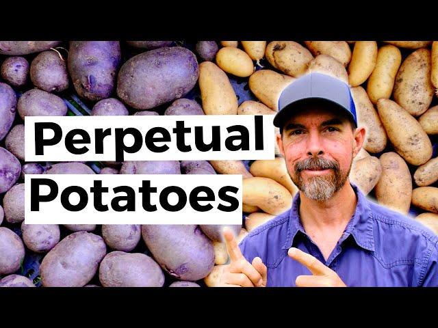 Get Ready Because It's Time To Grow Potatoes For A Fall Harvest