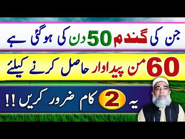 Instructions for Wheat crop of 50 days to get maximum yield || Crop Reformer