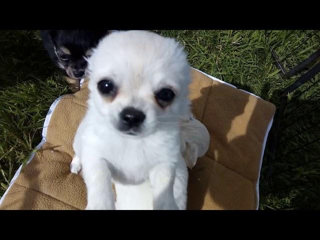 Chihuahua Puppies