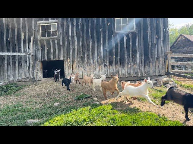 32 goat kids greet the day!