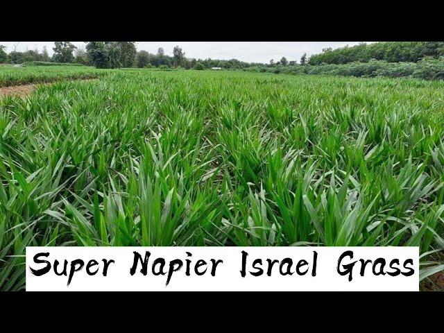 Planting Israel Super Napier grass in field