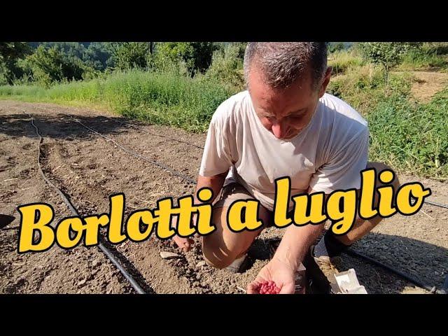 semina borlotti a luglio