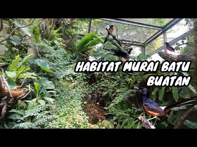 HABITAT ALAMI MURAI BATU BUATAN | Episode 31