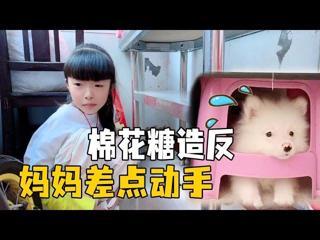 Qingbao's dog bites something, mother is so angry that she wants to do it