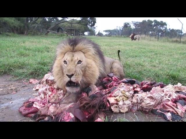 Lion Feed Best