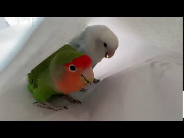 Male lovebird wooing his mate - Blue and Rosie