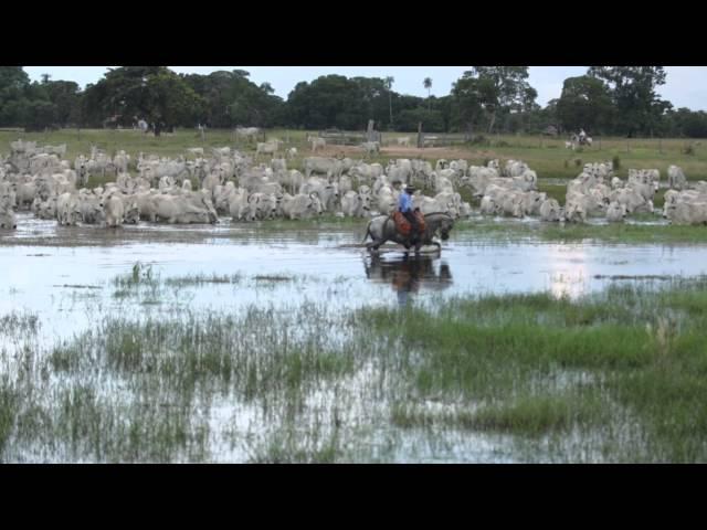 Filme - PANTANAL