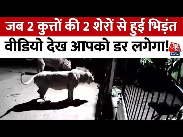 Viral Video: Gujrat के अमरेली में 2 कुत्तों से हुई 2 शेरों की भिड़ंत, रोमांचक वीडियो आया सामने, देखें