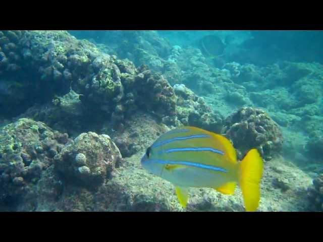 Hanauma Bay