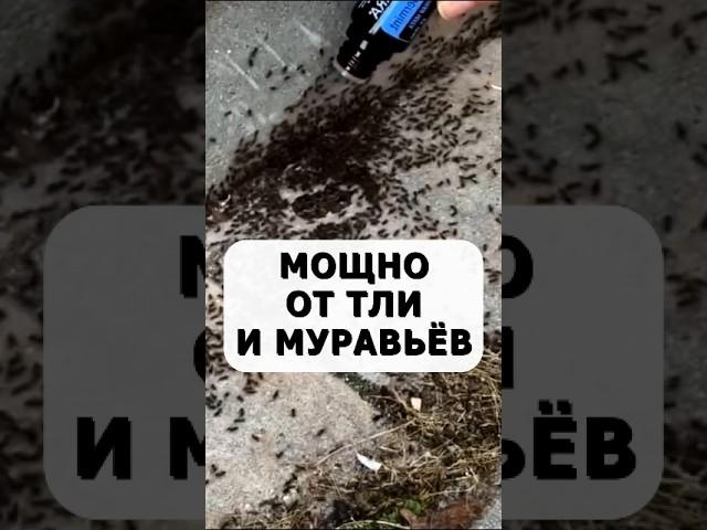 Мощный рецепт от муравьев и тли без химических препаратов #огород #дача #сад #муравьи #тля