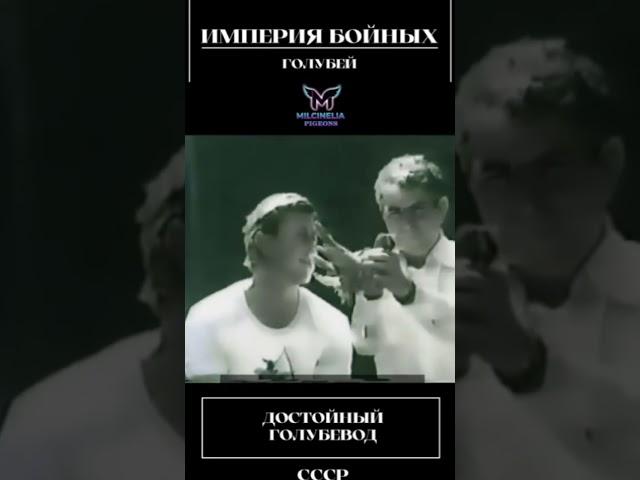 #Империя бойных голубей