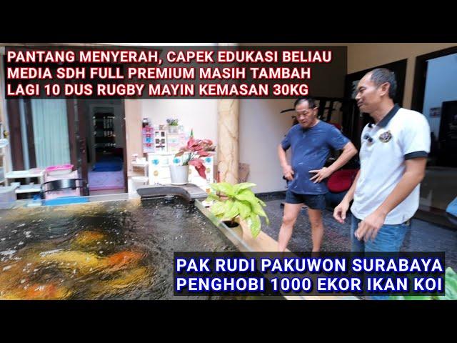 APA KATA PAK RUDI SAJA | MEDIA SDH PREMIUM SEMUA KOLAM KECIL PADAT POPULASI HAJAR PAKAN 2KG SEHARI