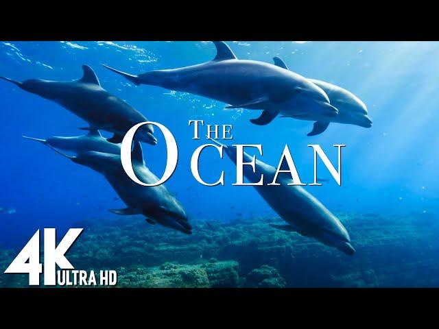 3 HOURS of 4K Underwater Wonders + Relaxing Music - Coral Reefs & Colorful Sea Life in UHD