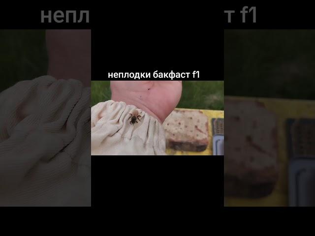 молодая маточка #пчеловодство #bee #workerbee #beekeeper #beefeater #пчелы