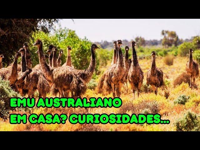 Como é ter em casa um casal de emu australiano. Alimentação, manejo e curiosidades.