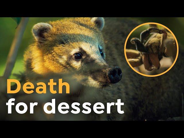 Today's Coati Special: a Venomous Spider