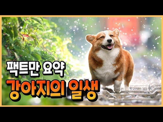 강아지 생애주기별 성장과정. 강아지의 일생