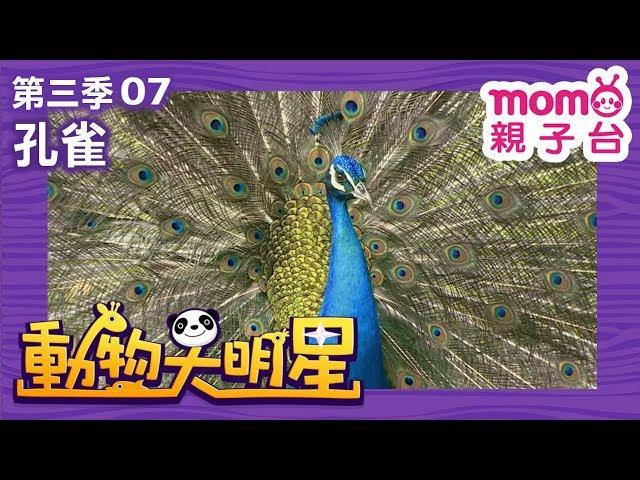 動物大明星 S3【孔雀】第3季 第07集｜認識動物｜自然生態｜魚類｜爬蟲類｜昆蟲｜海洋生物｜哺乳類｜Animal big star｜兒童電視節目【親子台｜官方HD完整版】momokids