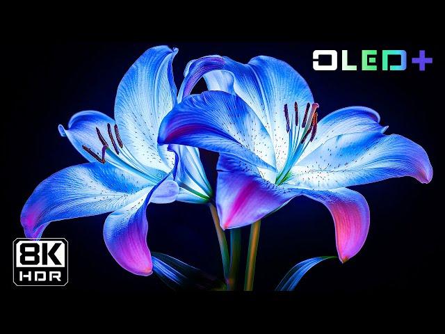 OLED TEST - Mesmerizing Flower in 8K HDR  Dolby Vision™