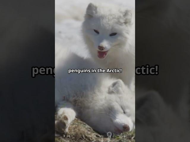 Mind Blowing Facts About the Arctic