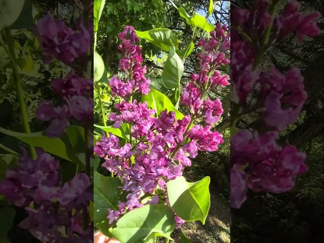 26.05.2025 Сирень обыкновенная  Мой Сад#сад #огород #дача #позитив #интересно #красота #ok #блогер