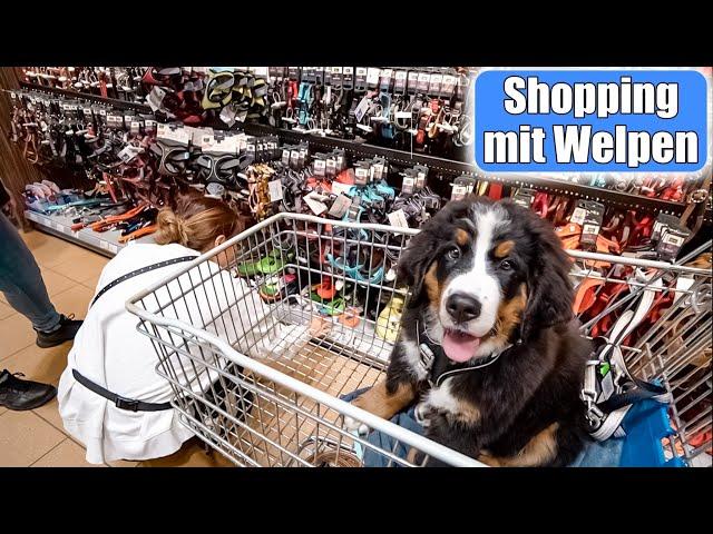 Einkaufen mit Welpen  Shopping Haul für Mochi! Erstausstattung Hund | Mamiseelen
