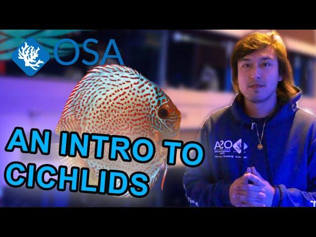 An Introduction to Cichlids | What is a Fish with Taras