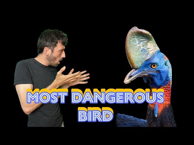 This is the most dangerous bird in the world!