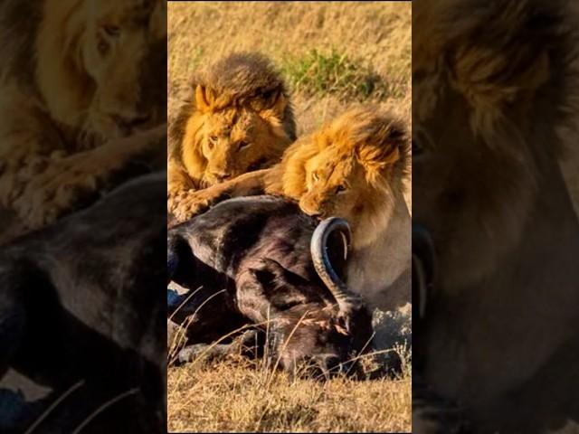  Animal Discovery: Lion, The King of the Wild Rules Supreme!  #wildlife #animals #wildanimal #lion