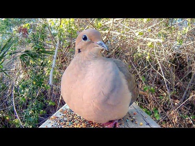 Mourning Dove Eating Close Up - Animal ASMR!