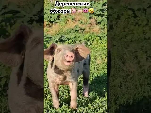 Ржакаобжора#shots#деревня#свинья#прикол#еда#обжора#пятачок#хрюша