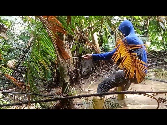 detik-detik penangkapan babi hutan kenak jerat #babihutan #jeratbabihutan  #carajeratbabihutan