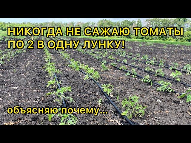 Схема высадки томатов в огород /открытый грунт