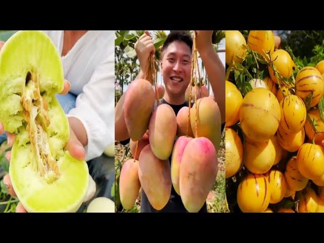 Farm Fresh Ninja Fruit Cutting || The best Oddly Satisfying Fruit Ninja ( Patt 28)