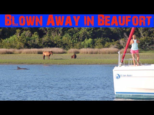 151: Blown Away in Beaufort, NC: Taylor’s Creek Anchorage and Animal Life