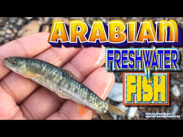 Garra Rufa - Arabian Garra rufa freshwater fish Part 1! Places to visit in the United Arab Emirates.