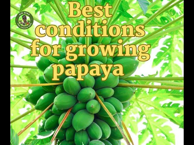 Best conditions for Growing Papaya