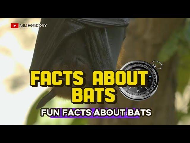 fun facts about bats -facts about bats