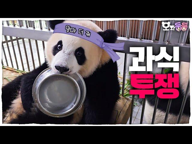 (SUB) "I WANT MORE!!!" Baby Pandas Want More Food│Panda World