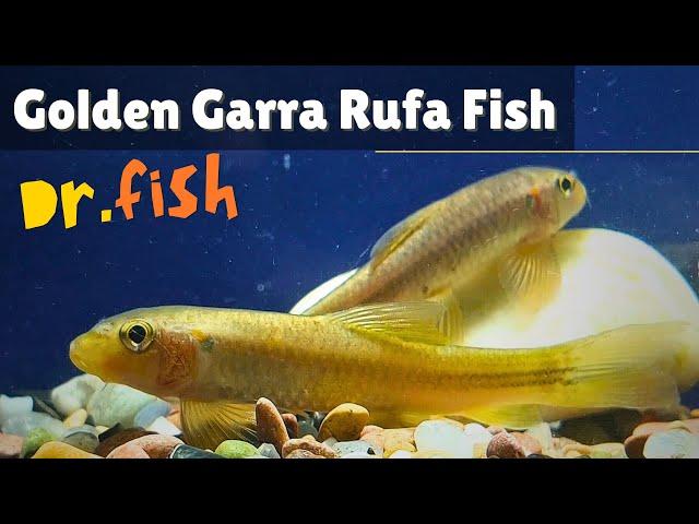 Dr. Fish | Golden Garra Rufa Fish | (subgenus of Cyprinus) Care Guide