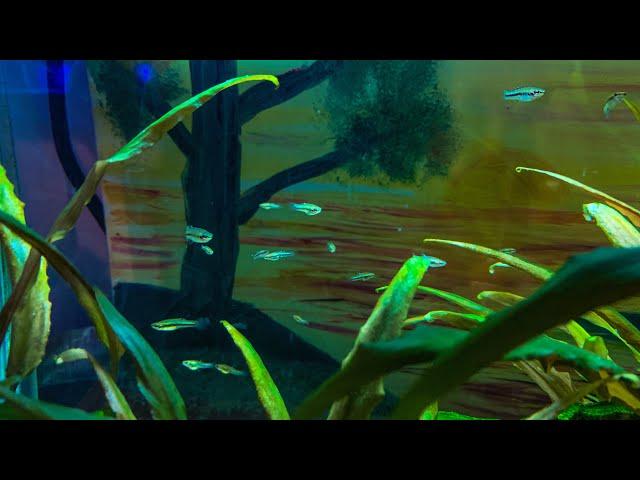 My least killifish tank!