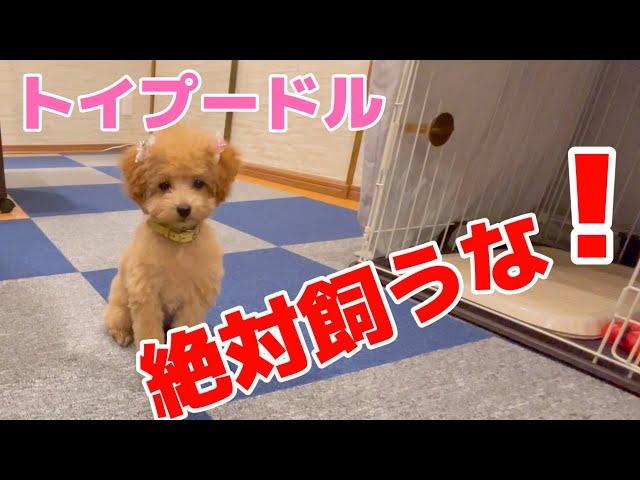 【2023年】トイプードル絶対飼うな！飼って後悔 大変の事13選