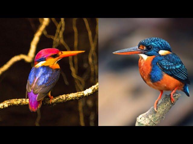 10 Kingfishers of the Philippine | Avian Treasures of the Philippines