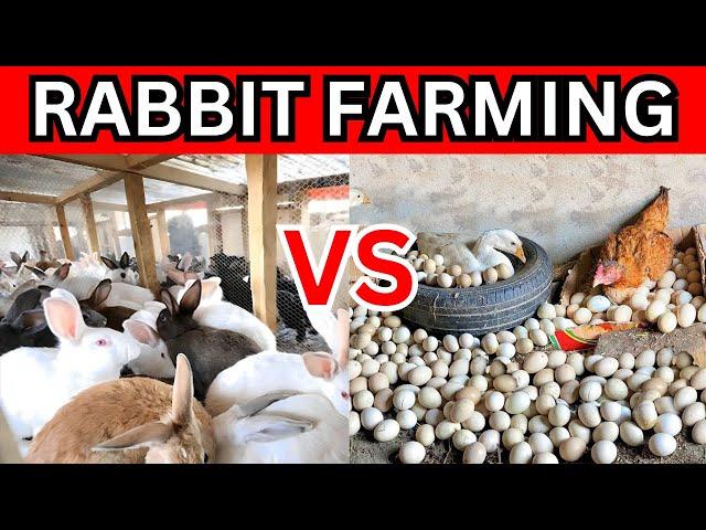 The shocking truth: Rabbit farming vs chicken farming