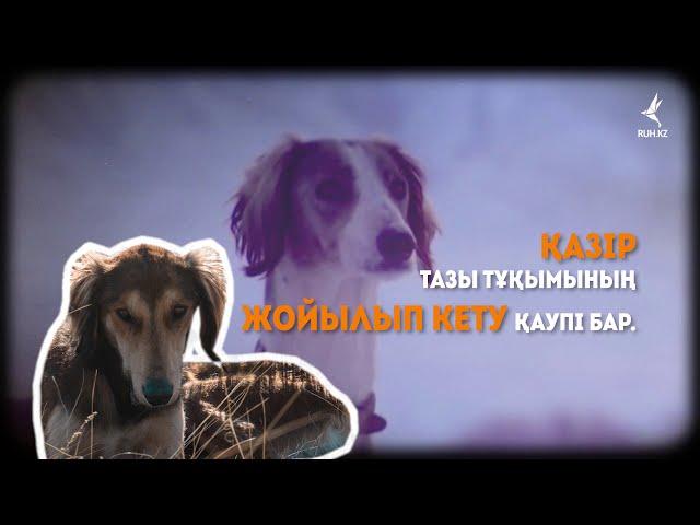 Құмай тазы жойылып кете ме?