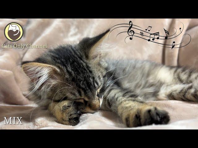 Music for Cats - 10 Hours of Deeply Peaceful Music with Cat Purring Sounds