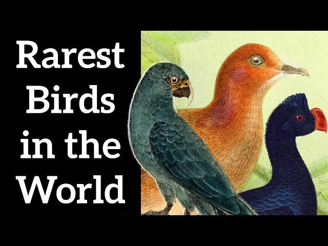 Rarest Birds in the World