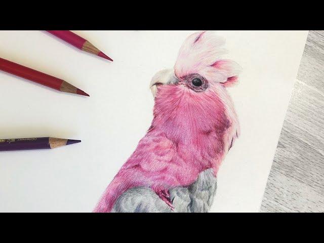 How to Draw BRIGHT Colour Feathers with Coloured Pencil