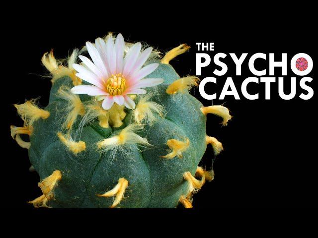 Peyote: The Cactus With Psychedelic Defenses